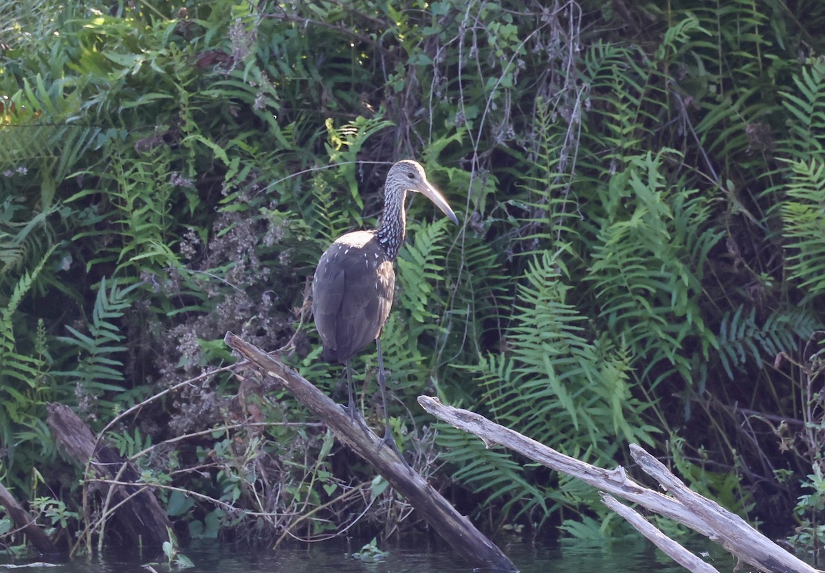 Turnayelvesi - ML646213295