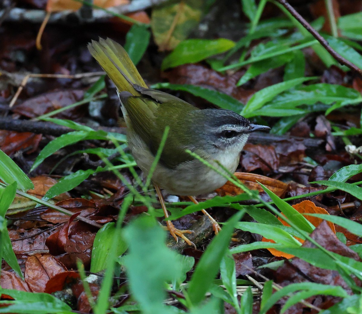 Su Kenarı Ötleğeni - ML646213296