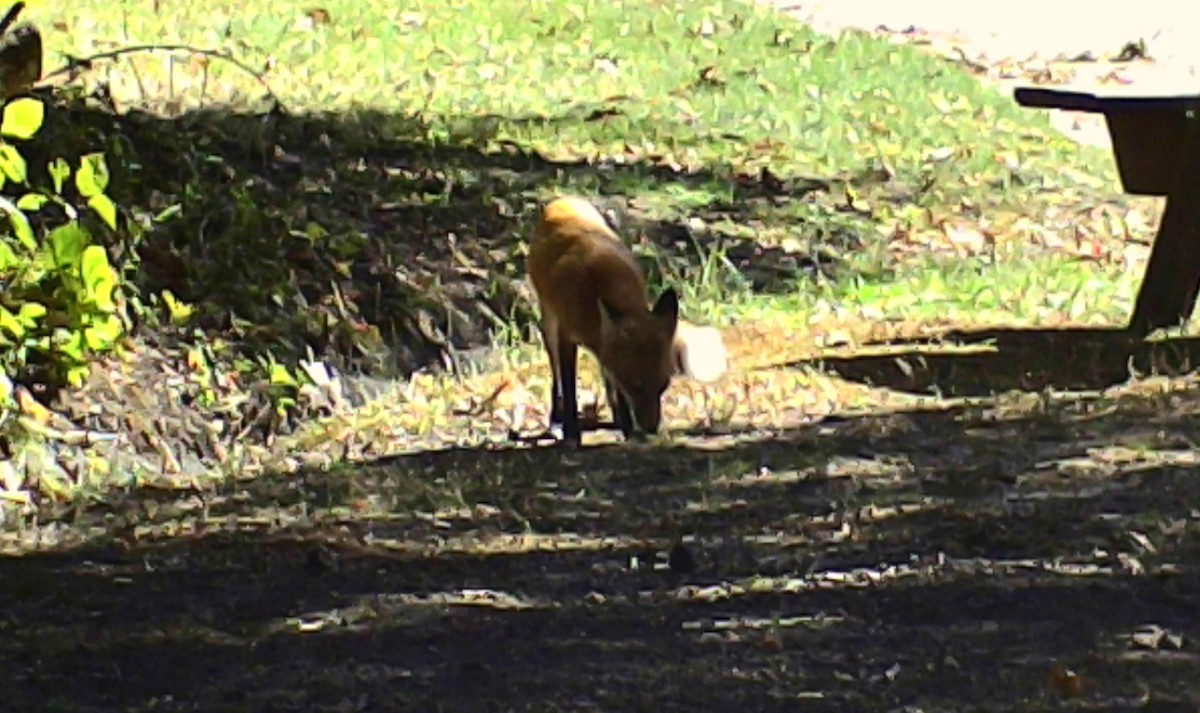 Red Fox - ML646213297