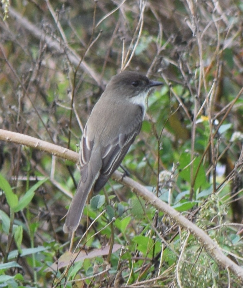 Ak Karınlı Fibi - ML646213298