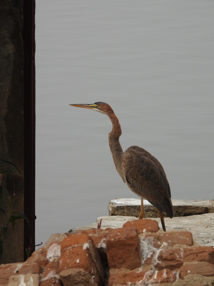 Erguvani Balıkçıl - ML646213299