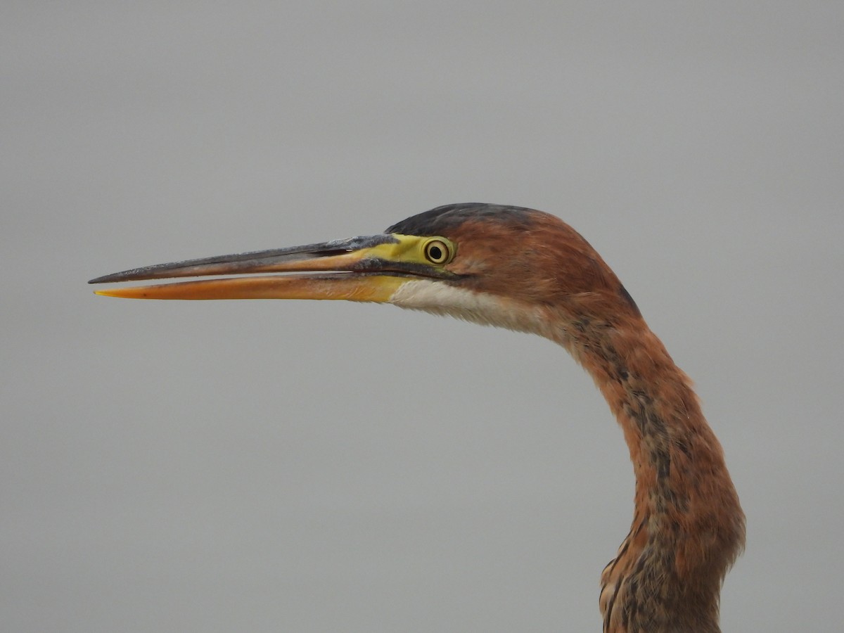 Erguvani Balıkçıl - ML646213300