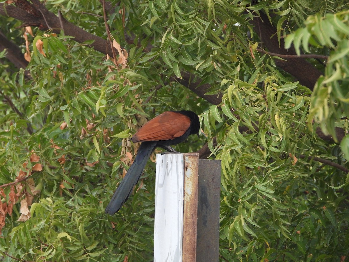 Erguvani Balıkçıl - ML646213301