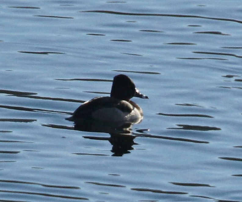 Halkalı Patka - ML646213302