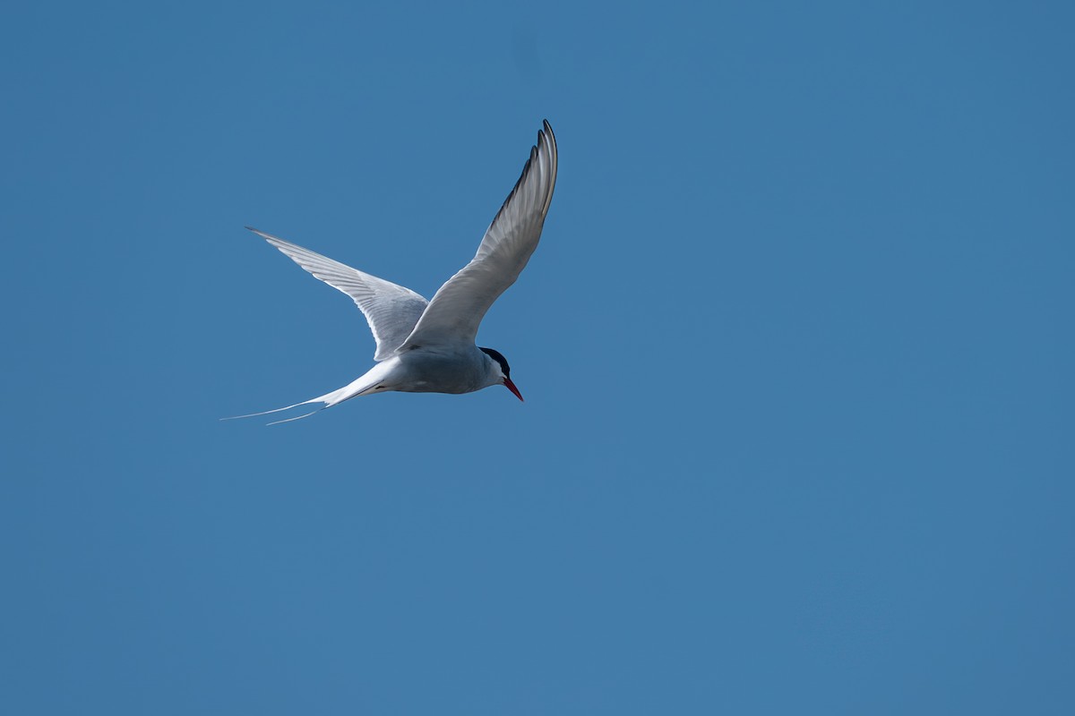 Kutup Sumrusu - ML646213303