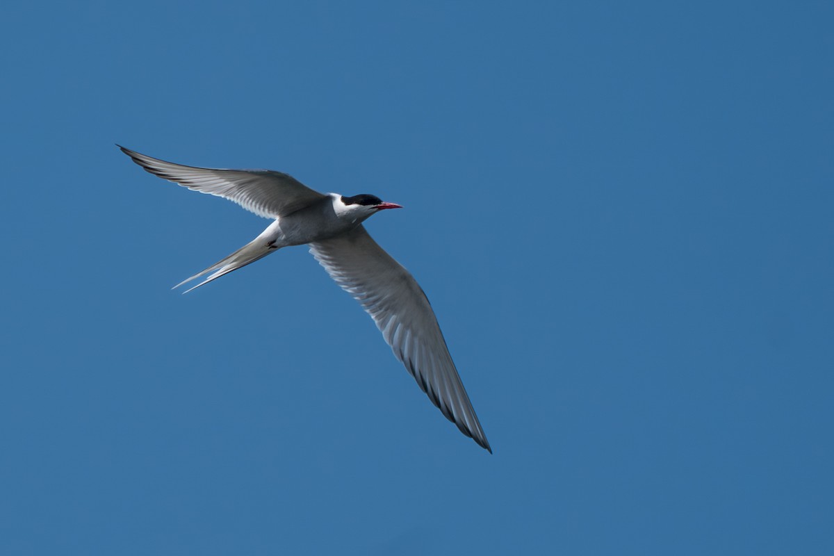 Kutup Sumrusu - ML646213305