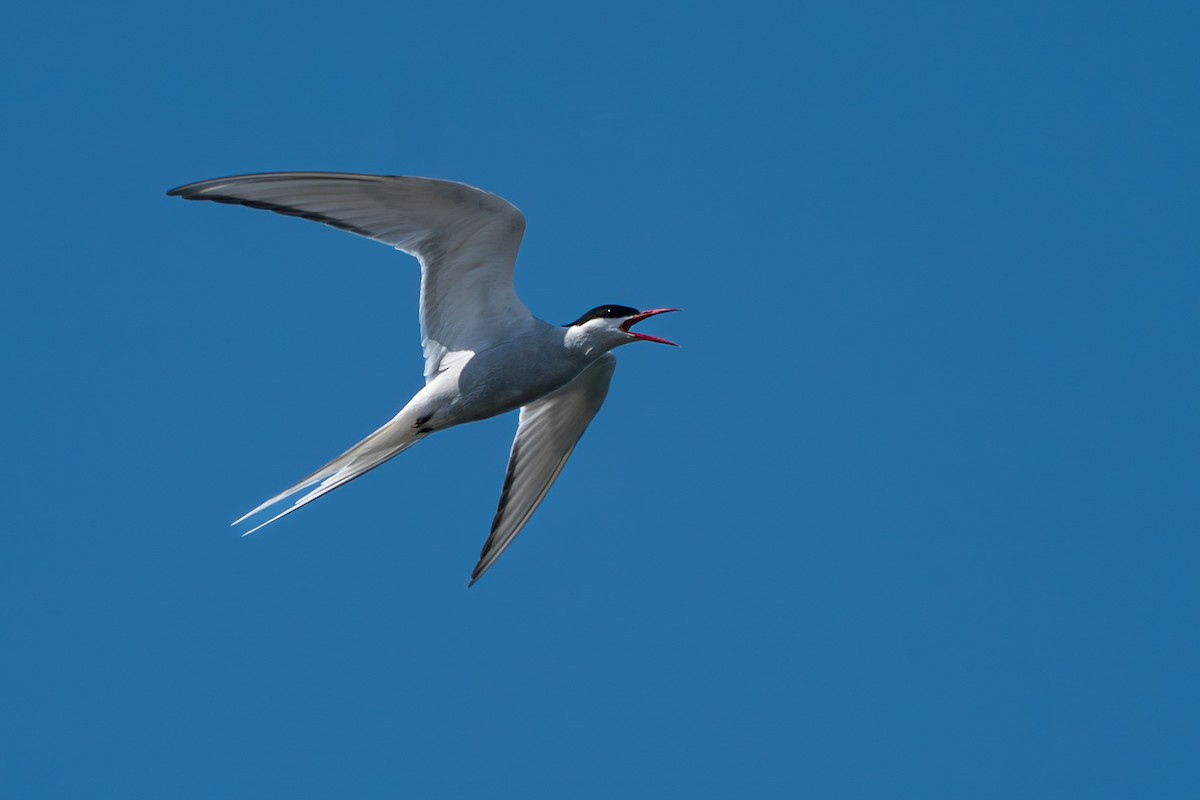 Kutup Sumrusu - ML646213306