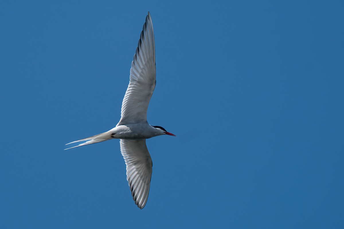 Kutup Sumrusu - ML646213307