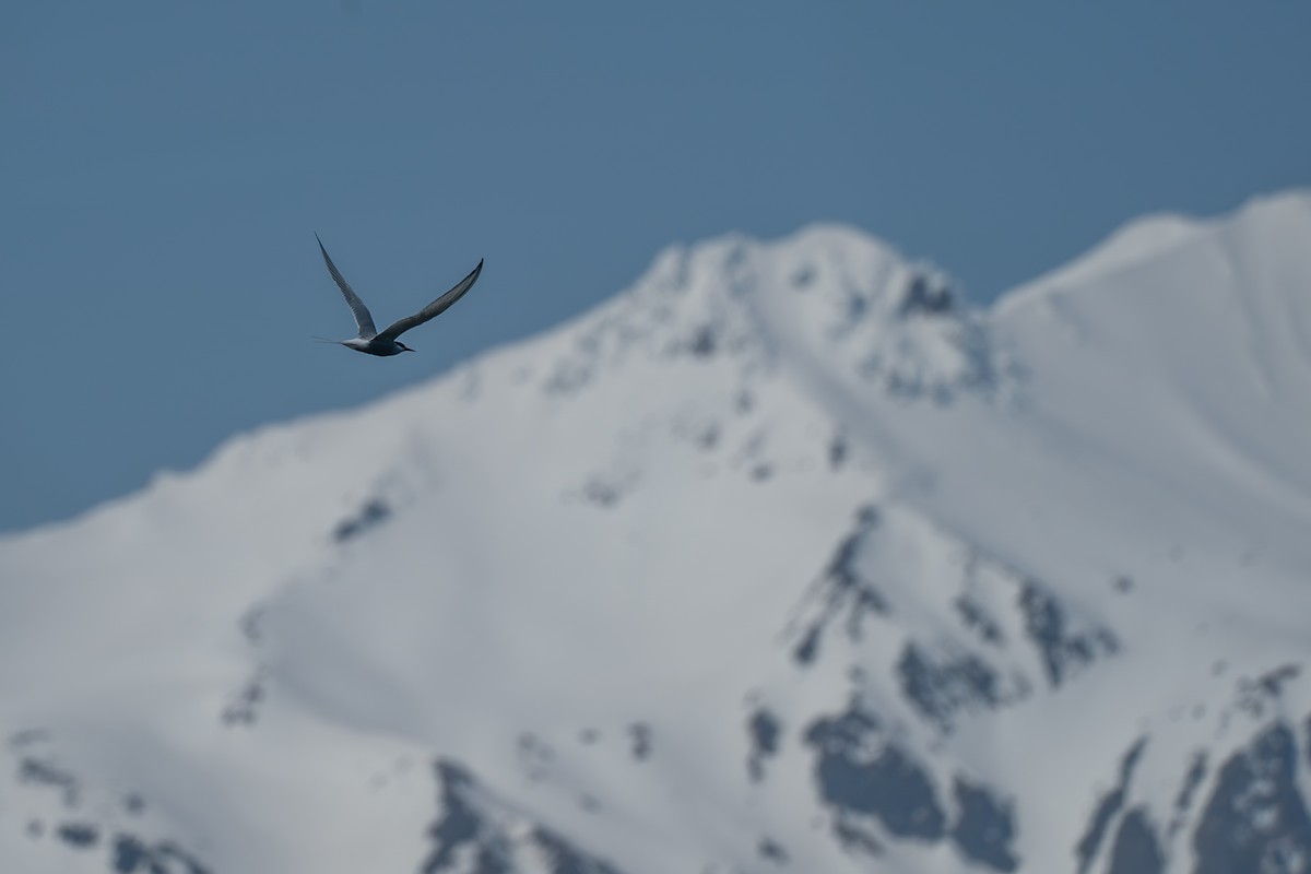 Kutup Sumrusu - ML646213308