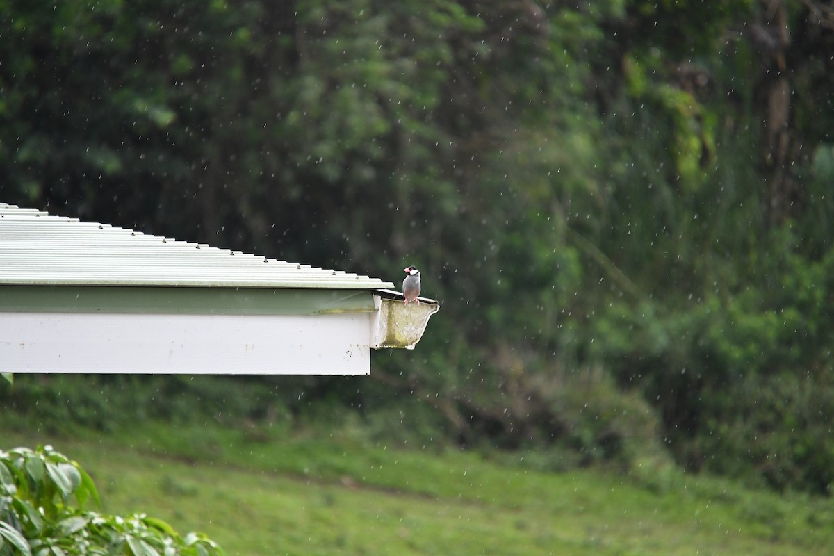 Cava İspinozu - ML646213309