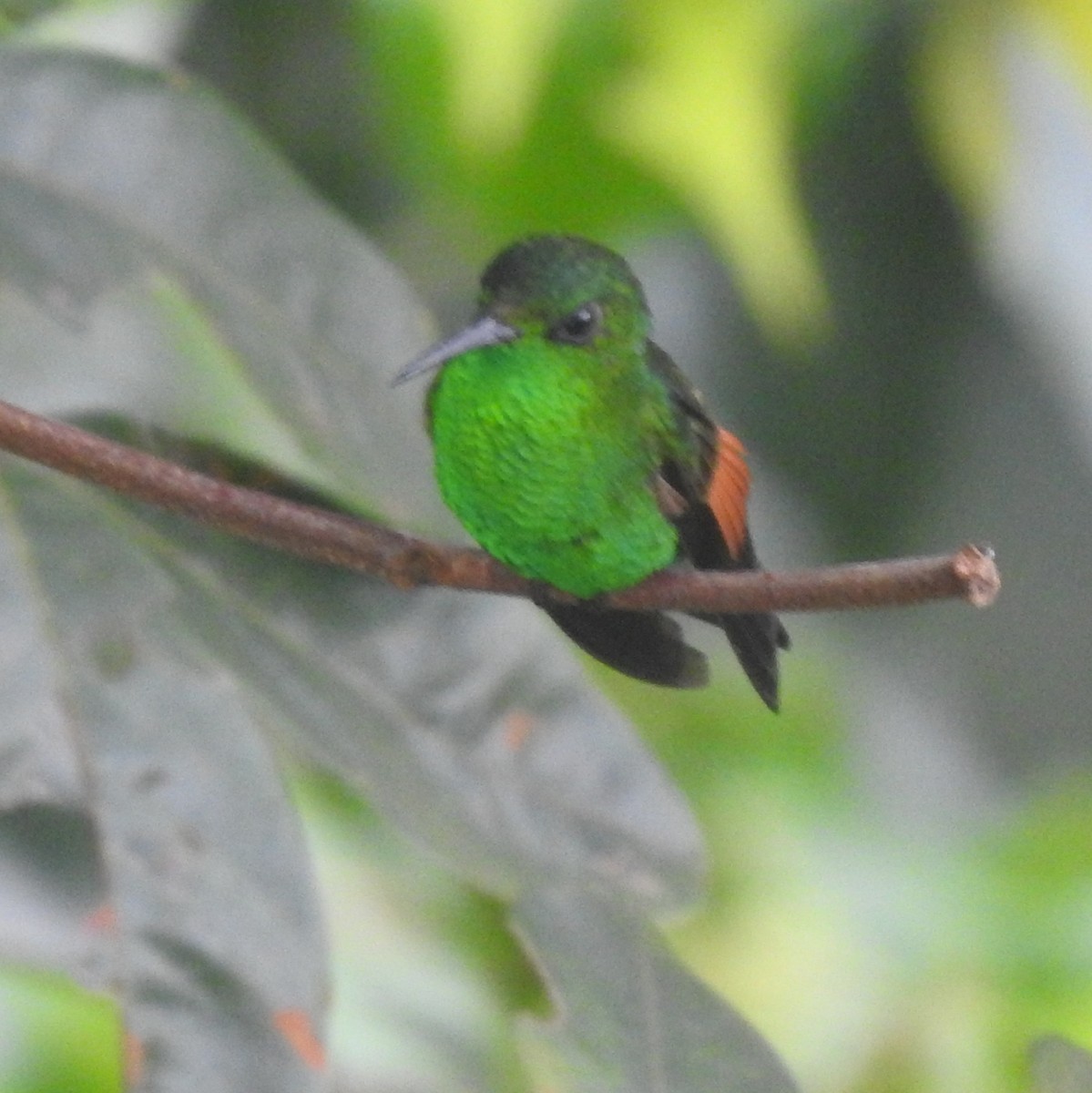 Şerit Kuyruklu Kolibri - ML646213310