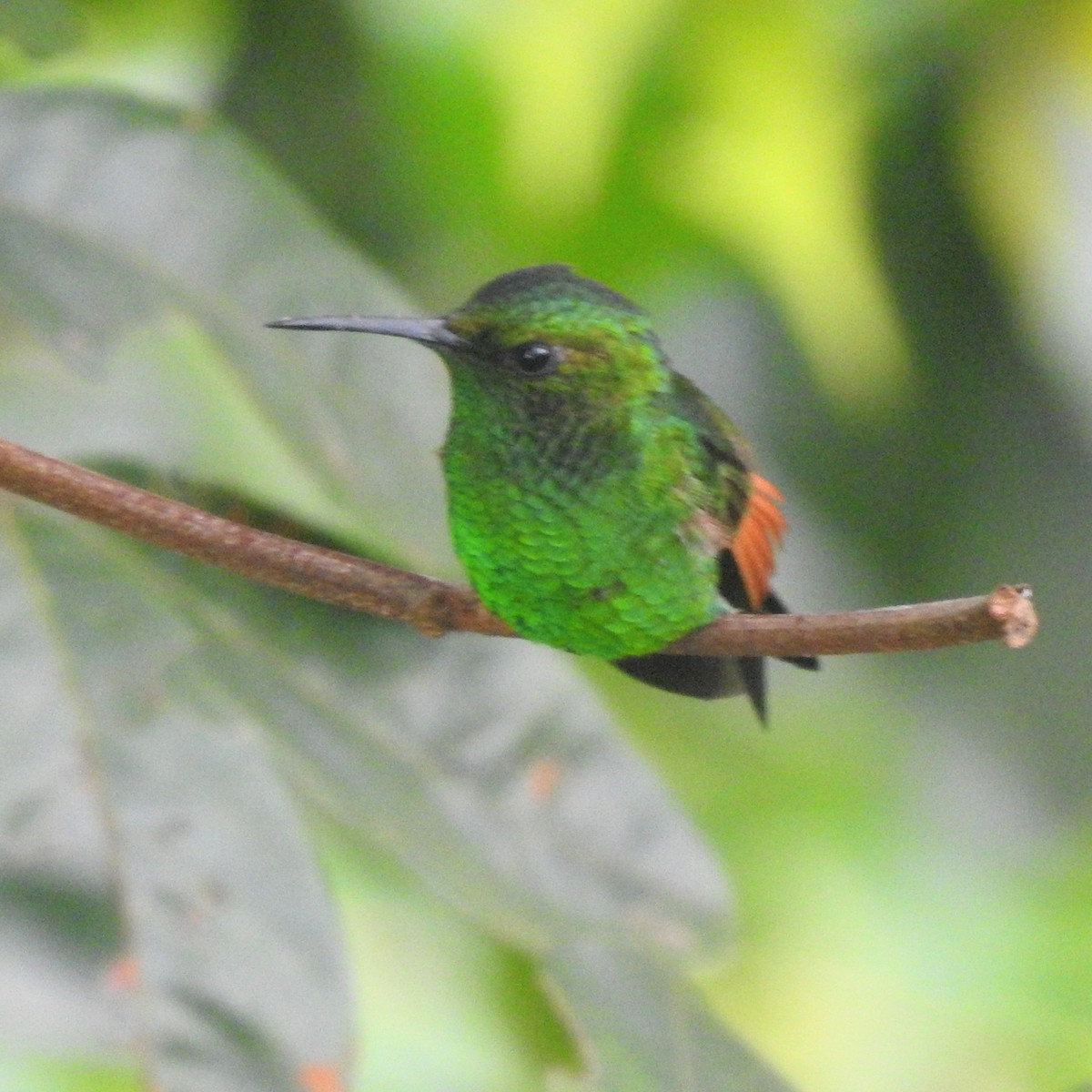Şerit Kuyruklu Kolibri - ML646213311