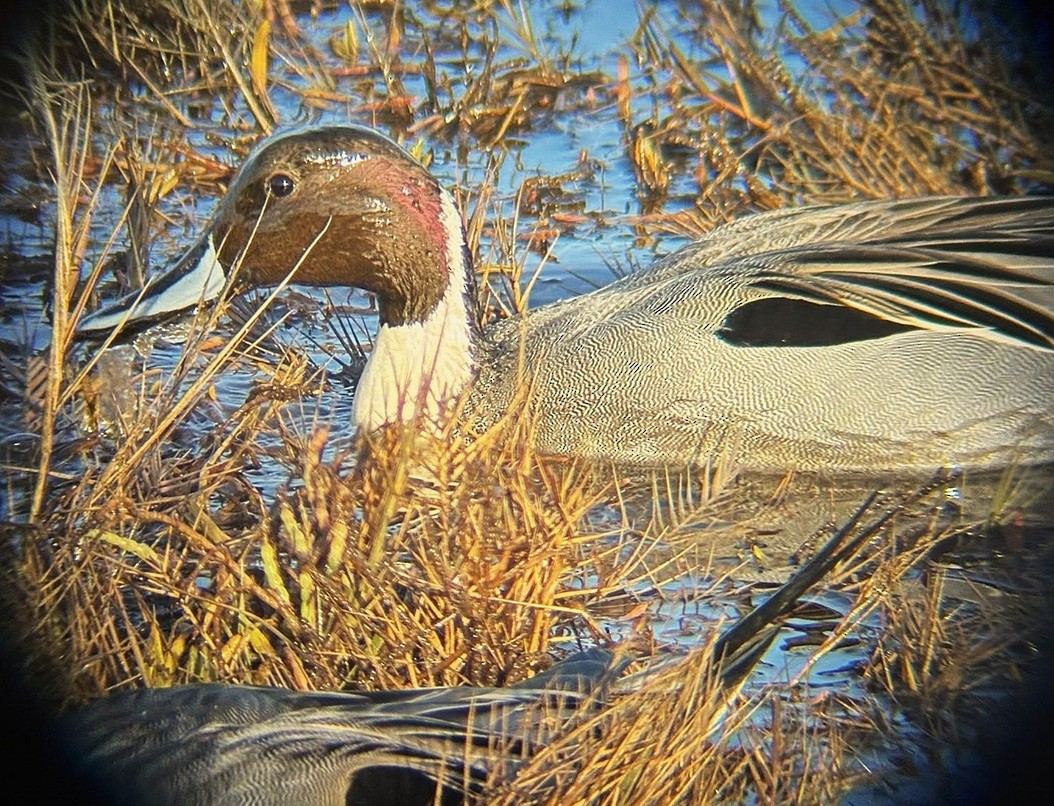 Kılkuyruk - ML646213313