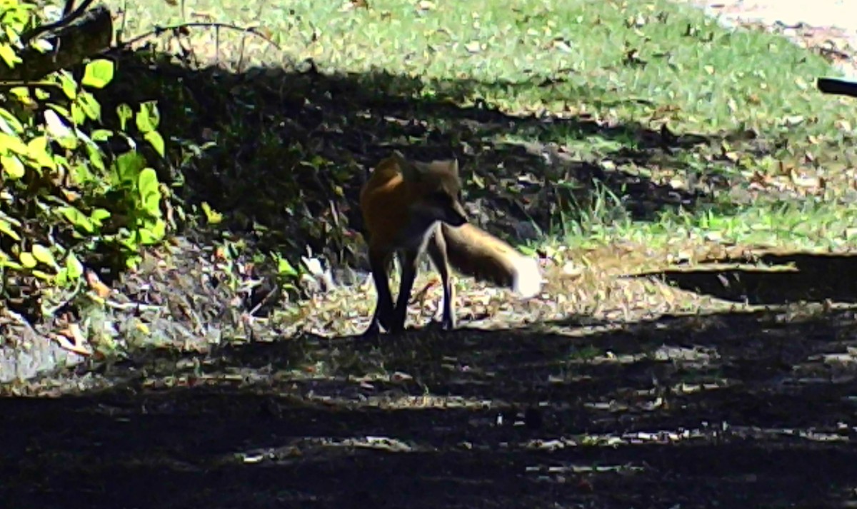 Red Fox - ML646213314