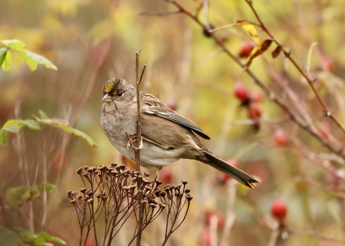 Golden-crowned Sparrow - ML646213319