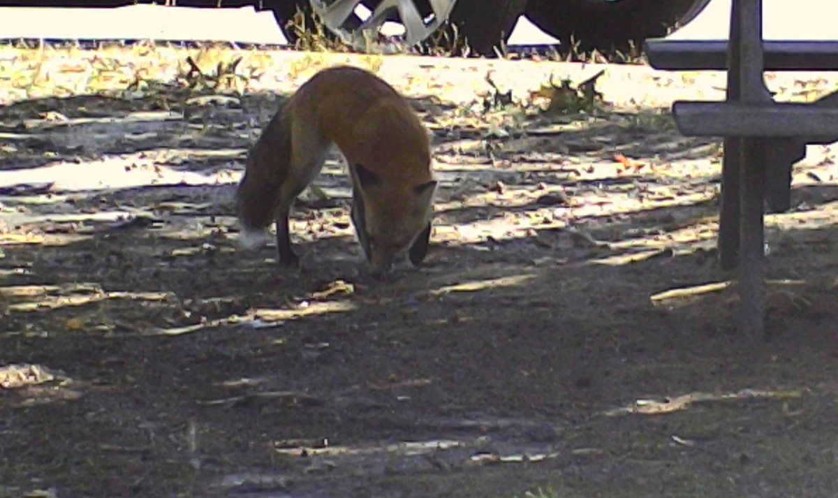 Red Fox - ML646213325