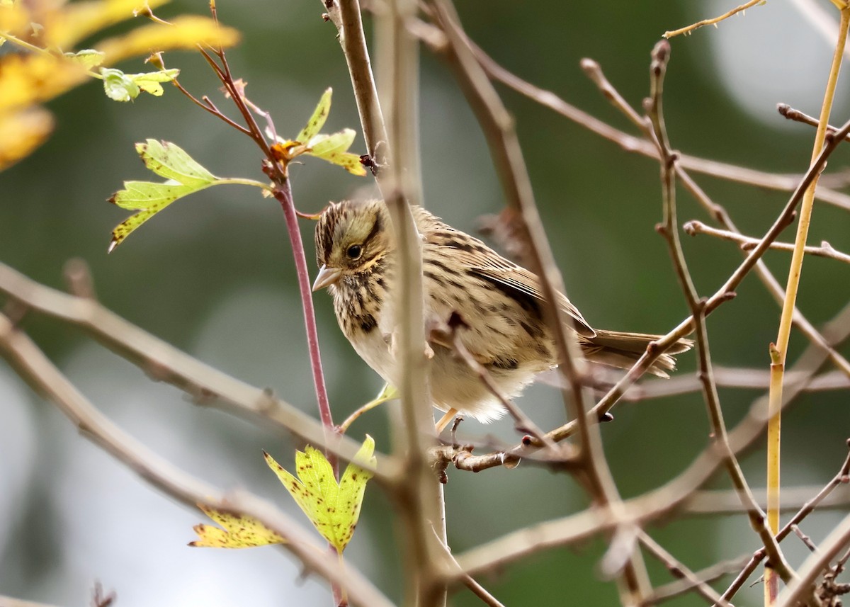 Lincoln Serçesi - ML646213334