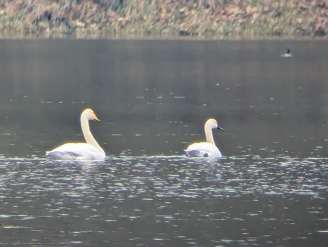 黃嘴天鵝 - ML646213336