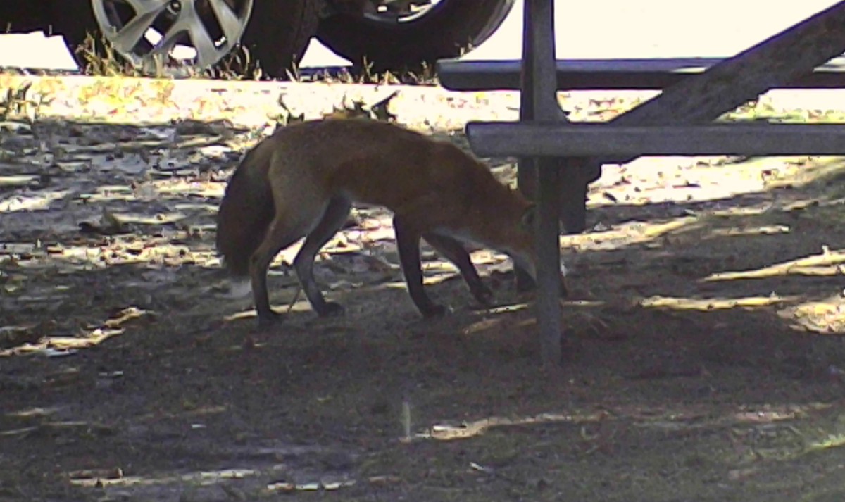 Red Fox - ML646213342