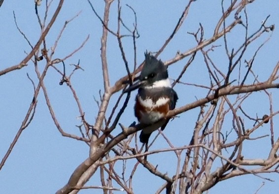 Martin handi iparramerikarra - ML646213346