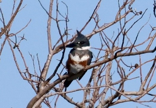 Martin handi iparramerikarra - ML646213347