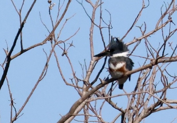 Martin handi iparramerikarra - ML646213348