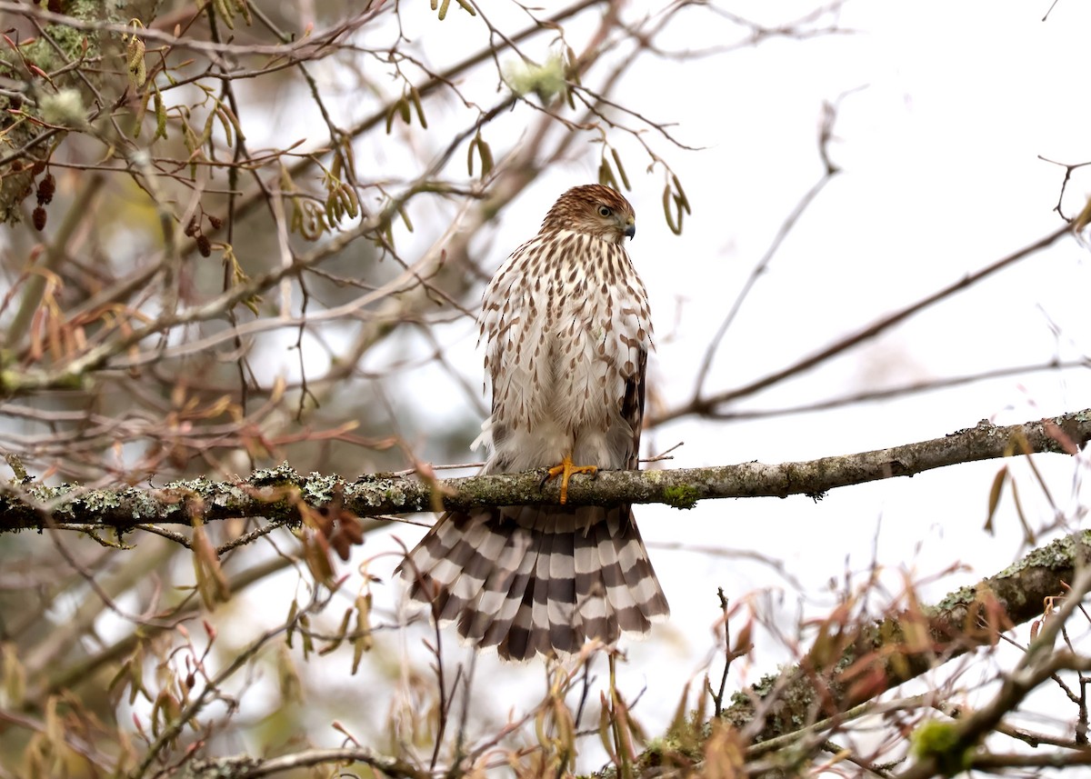 Cooper's Hawk - ML646213349