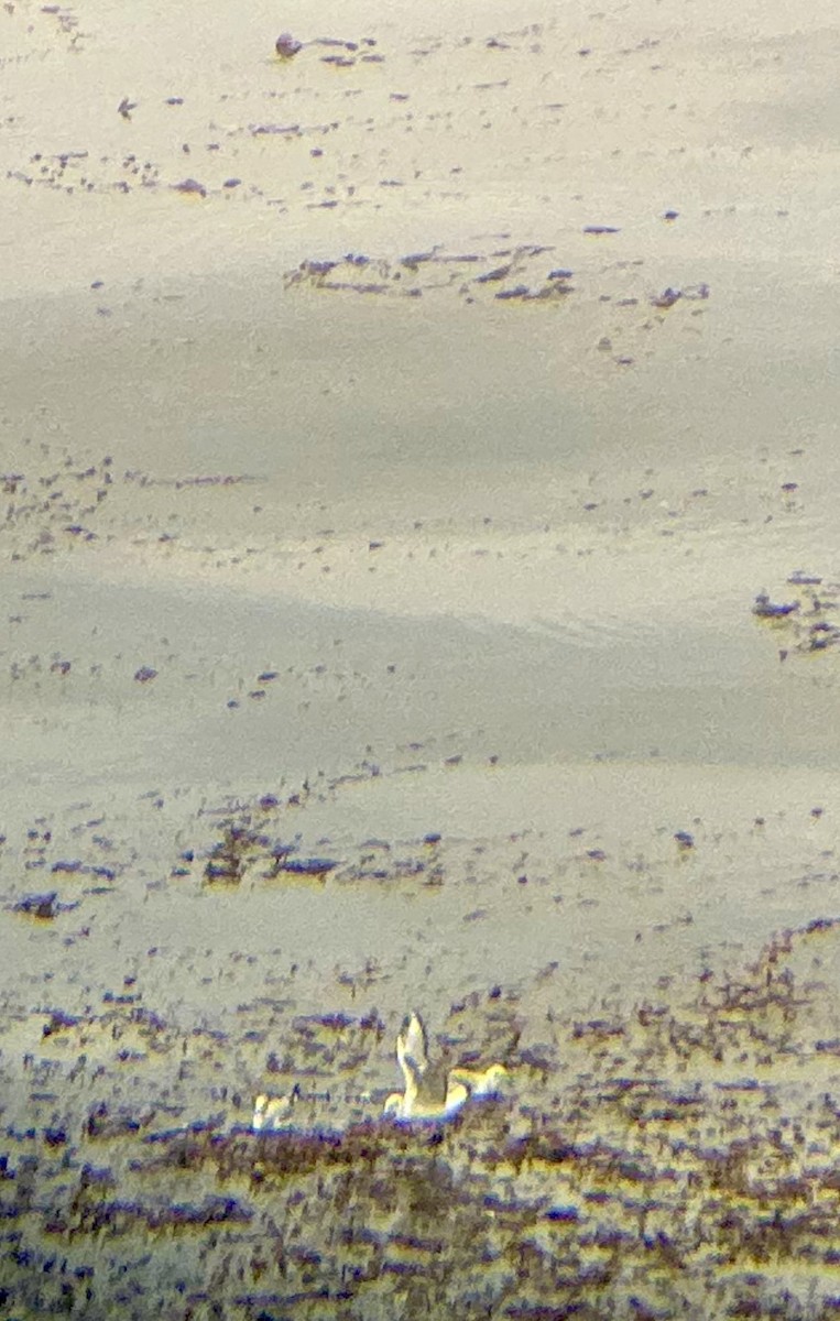 Бонапартова чайка - ML646213351