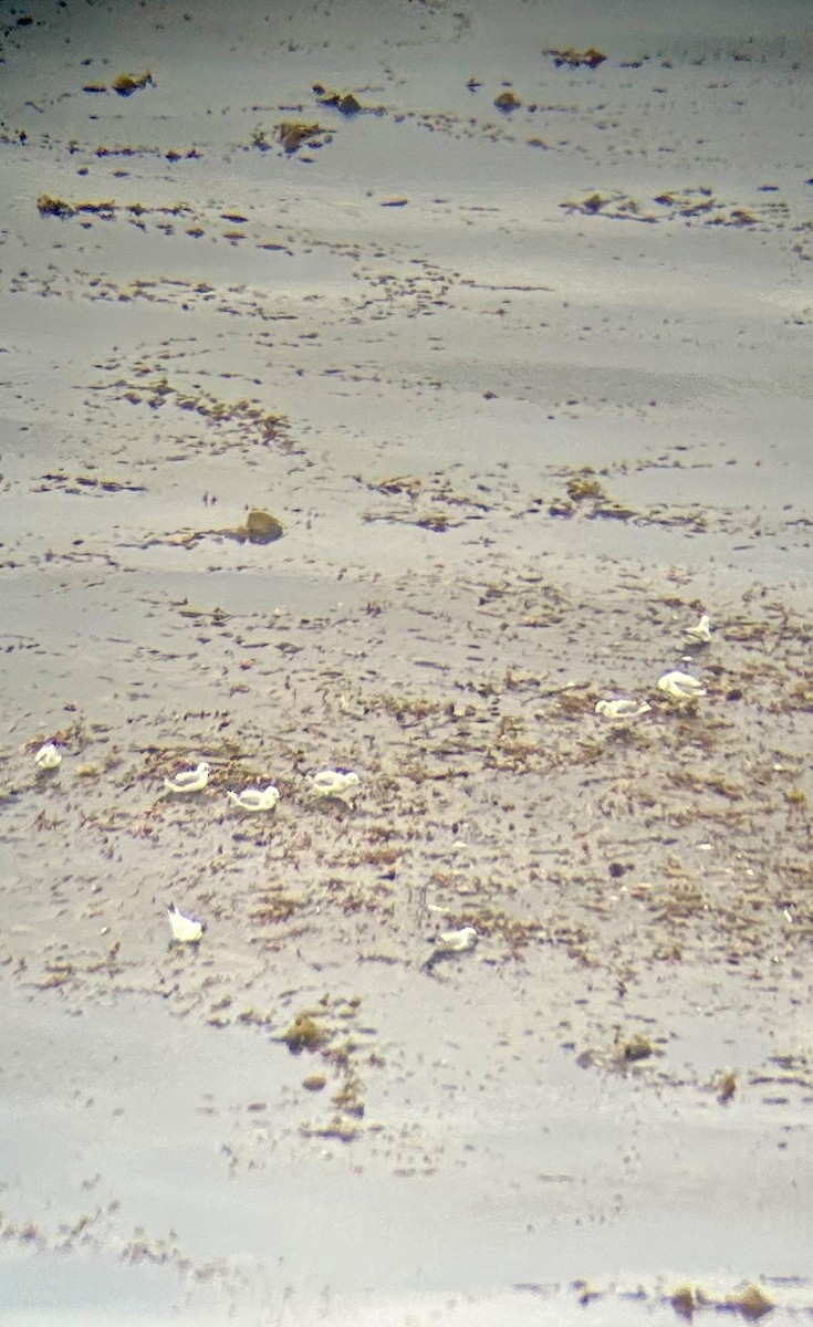 Бонапартова чайка - ML646213352