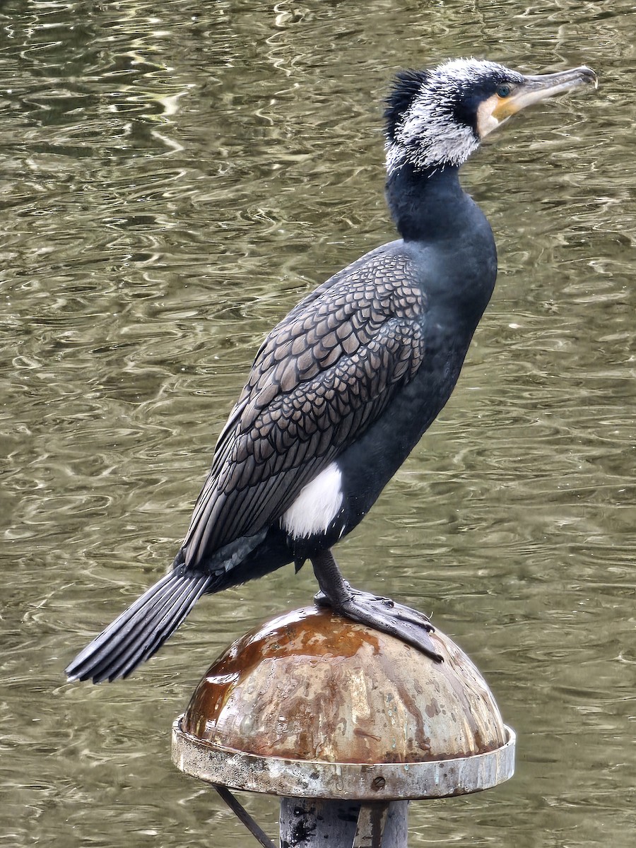 Great Cormorant - ML646213353