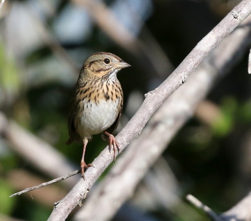Lincoln's Sparrow - ML646213359