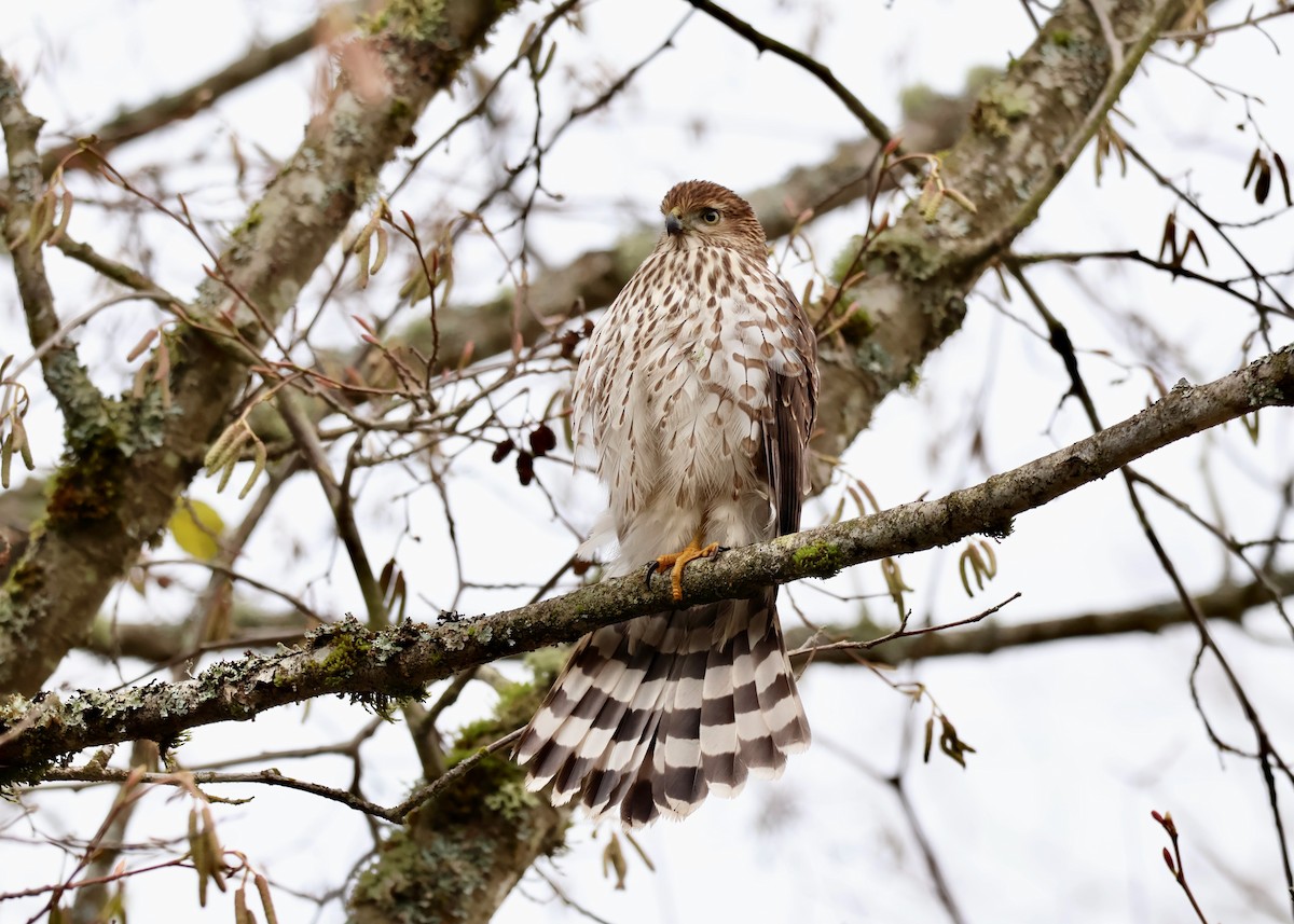 Cooper Atmacası - ML646213363