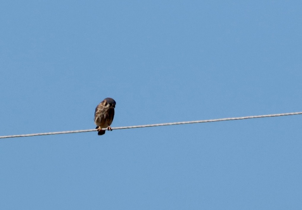 American Kestrel - ML646213367