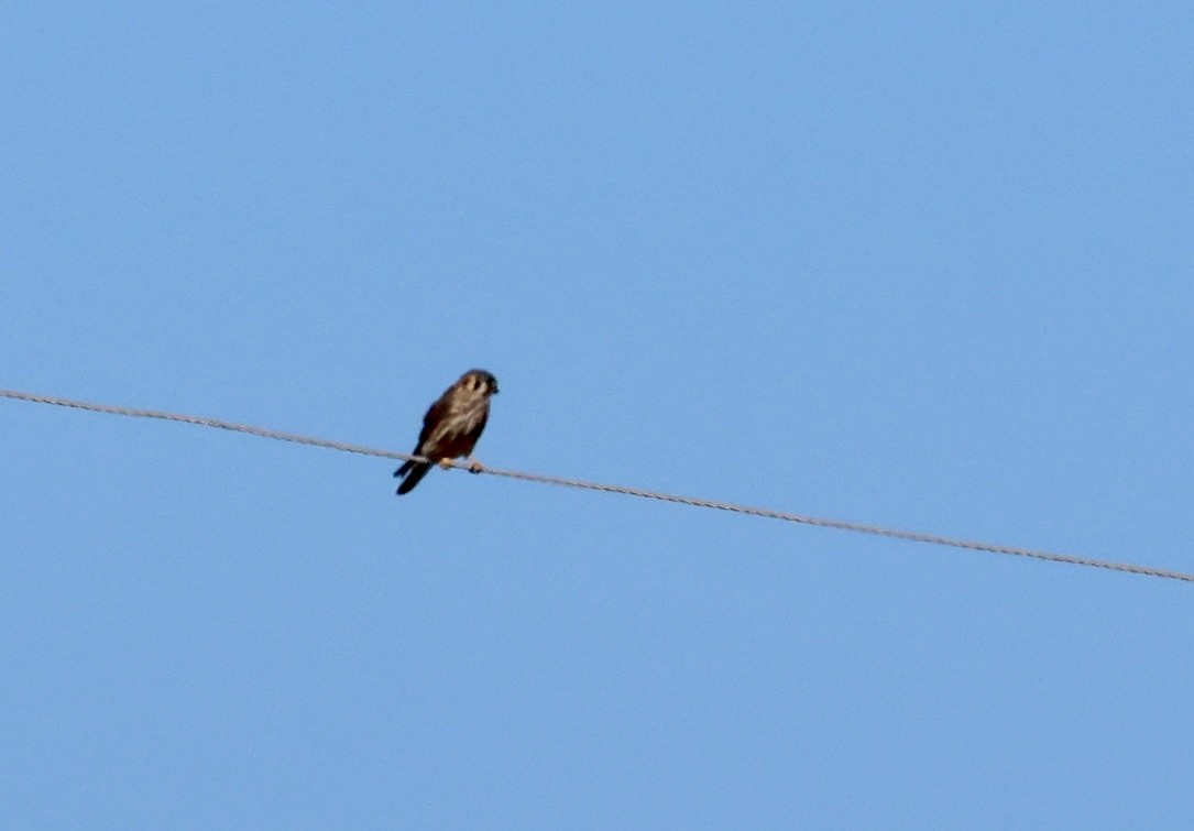 American Kestrel - ML646213368