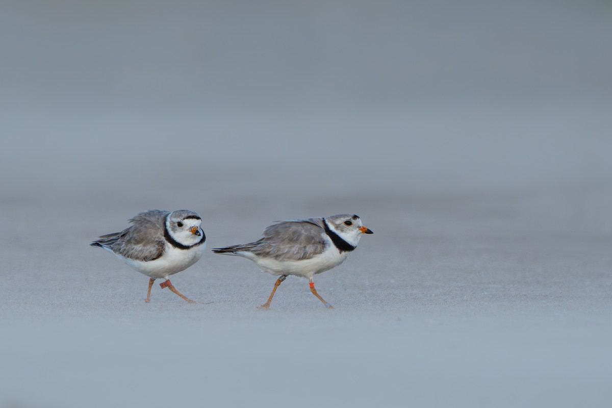 Piping Plover - ML646213370