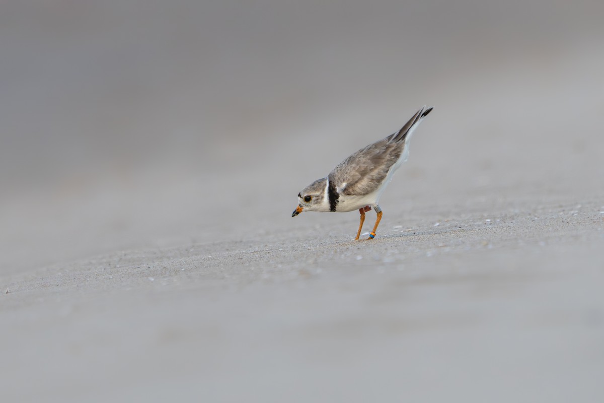 Piping Plover - ML646213372