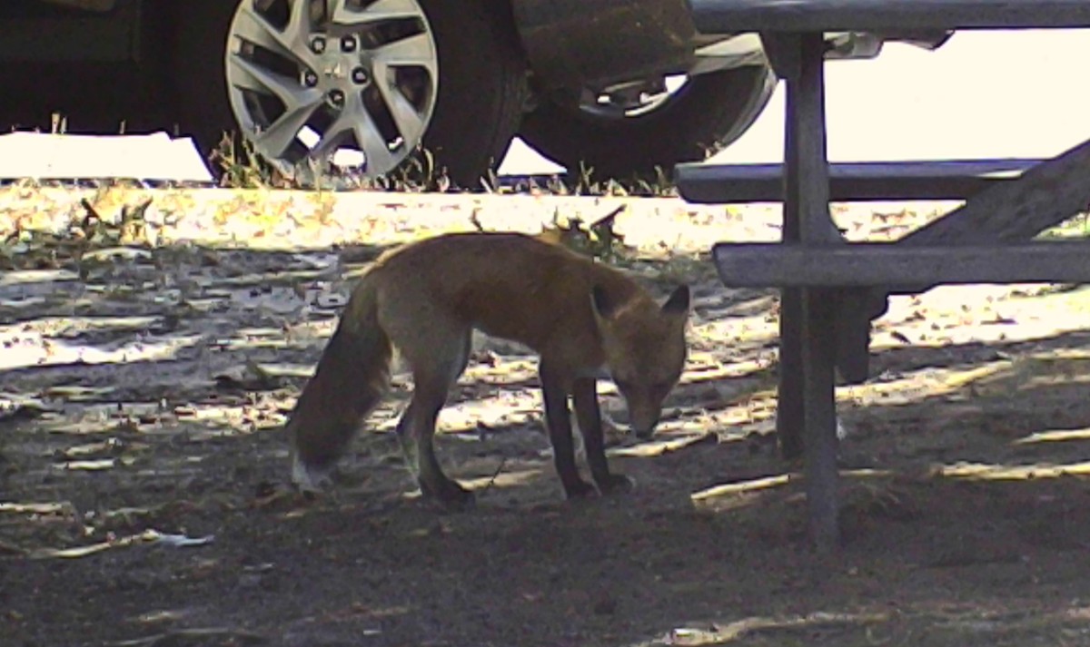 Red Fox - ML646213374