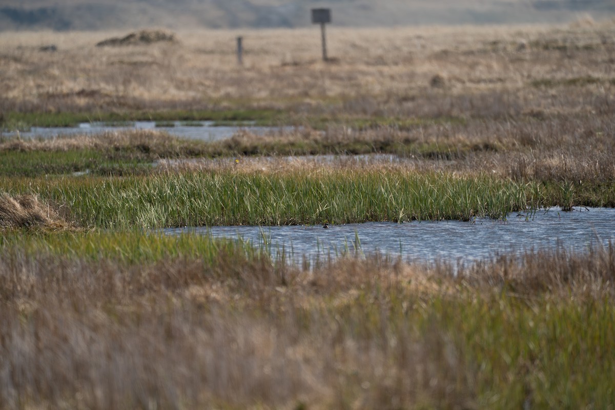 Red-necked Phalarope - ML646213380
