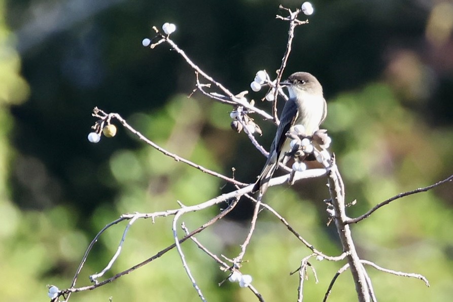 Eastern Phoebe - ML646213381