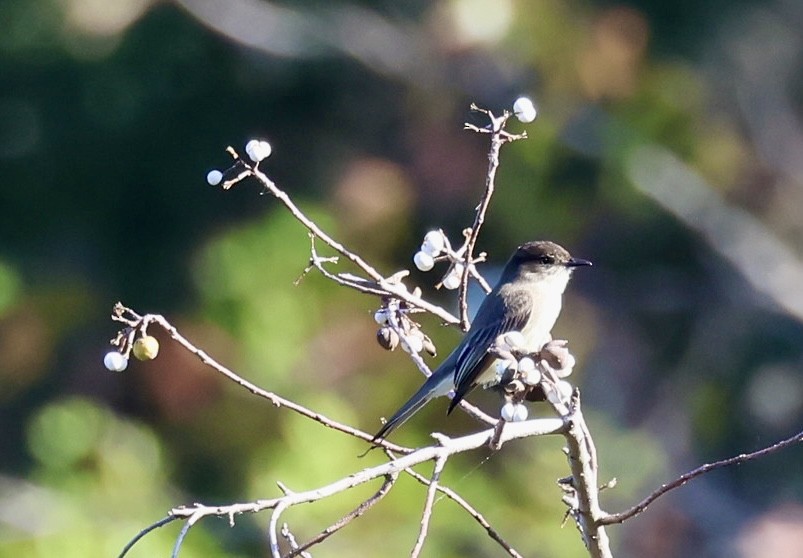 Eastern Phoebe - ML646213382