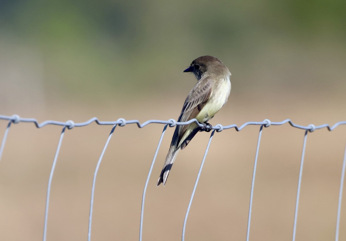Eastern Phoebe - ML646213383