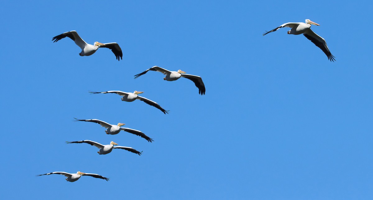 Amerika Pelikanı - ML646213387