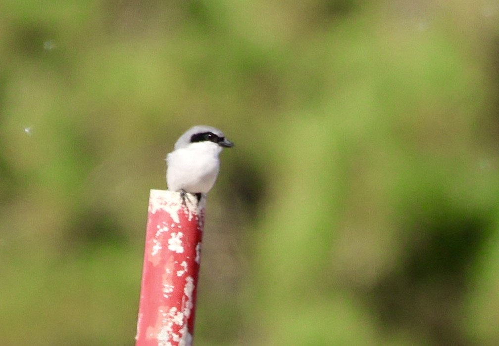 Loggerhead Shrike - ML646213388