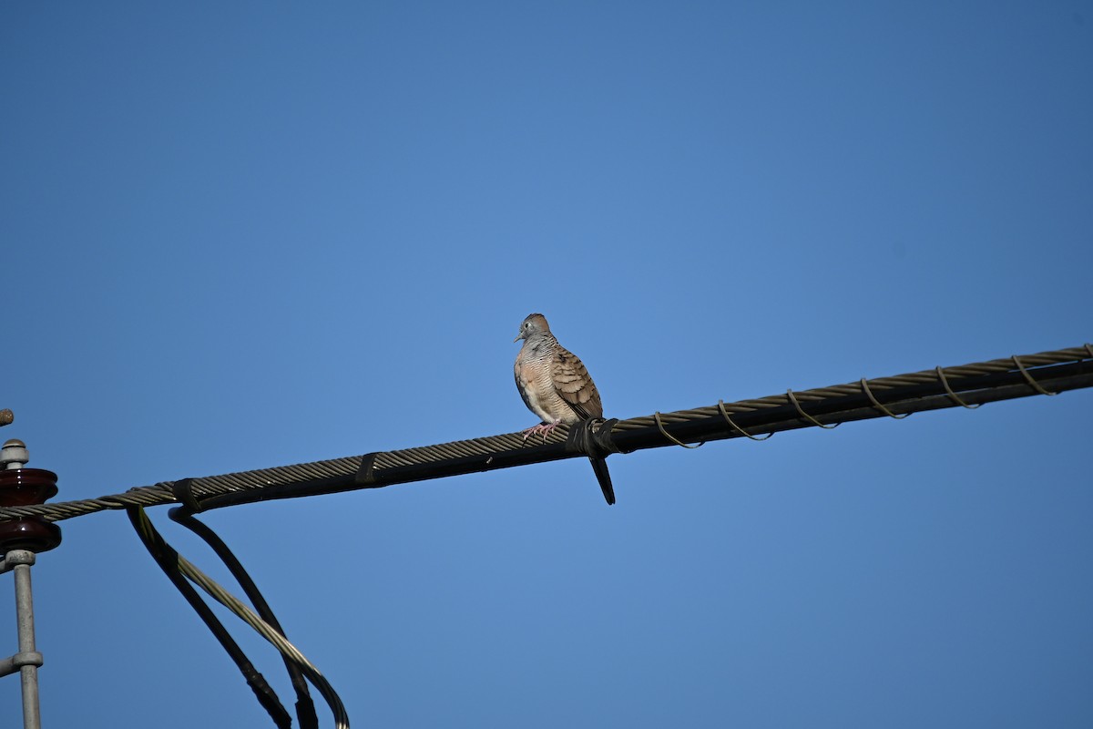 Zebra Dove - ML646213389