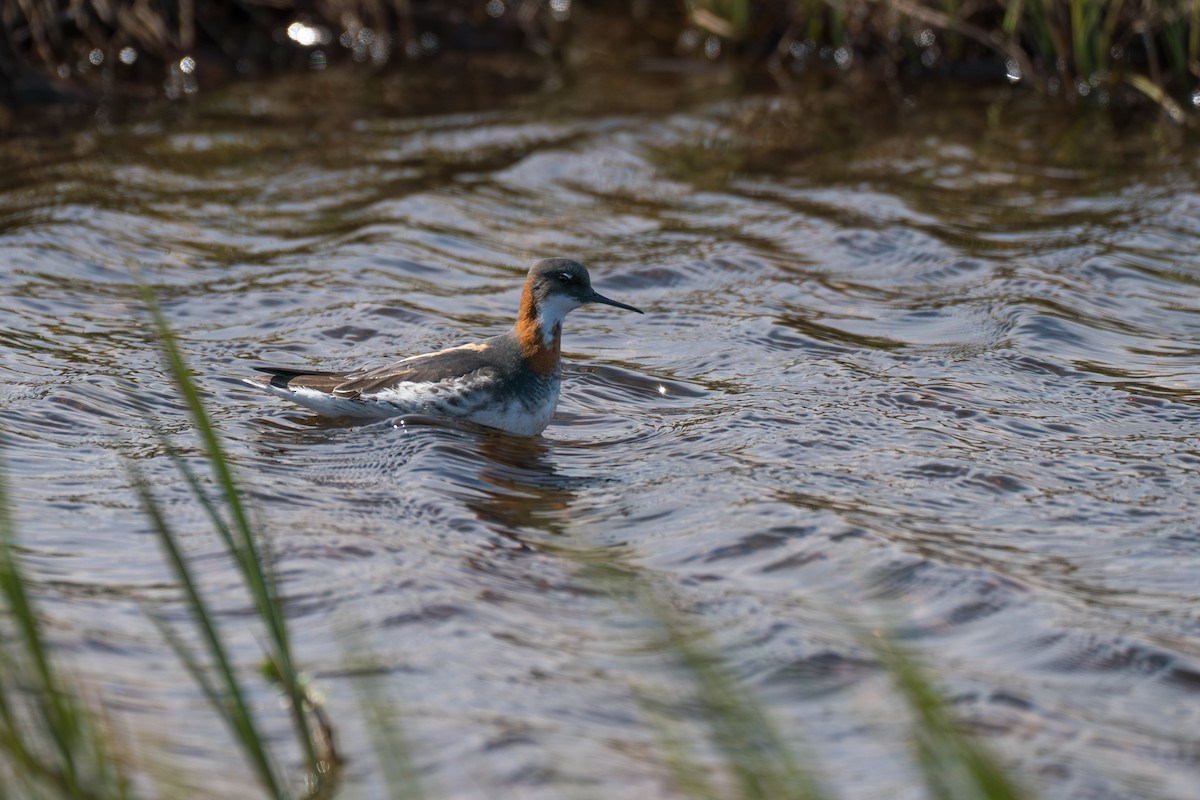 Red-necked Phalarope - ML646213390