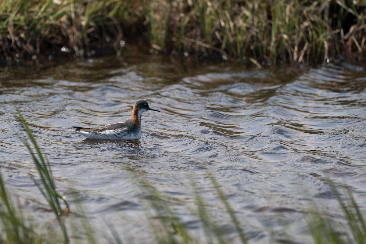 Red-necked Phalarope - ML646213391