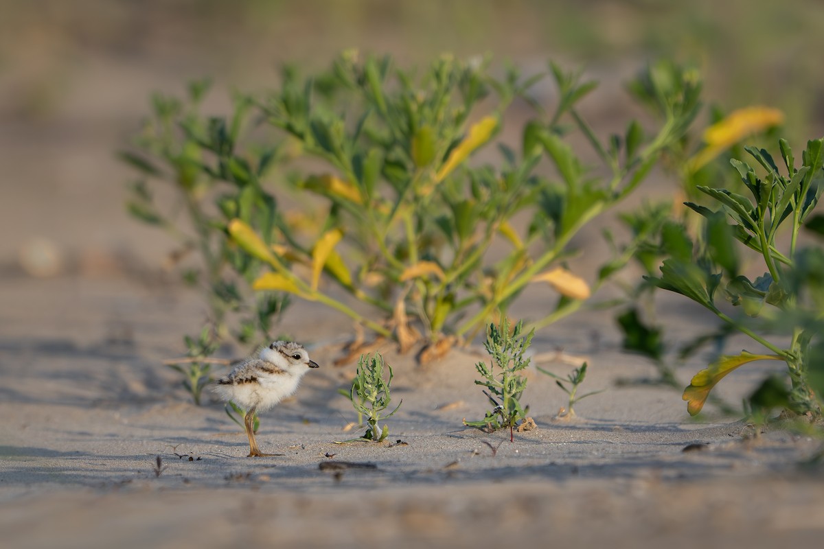 Piping Plover - ML646213393