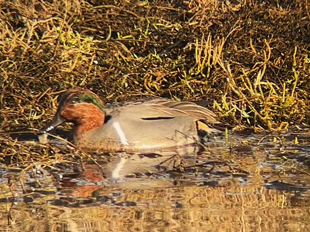Green-winged Teal - ML646213394