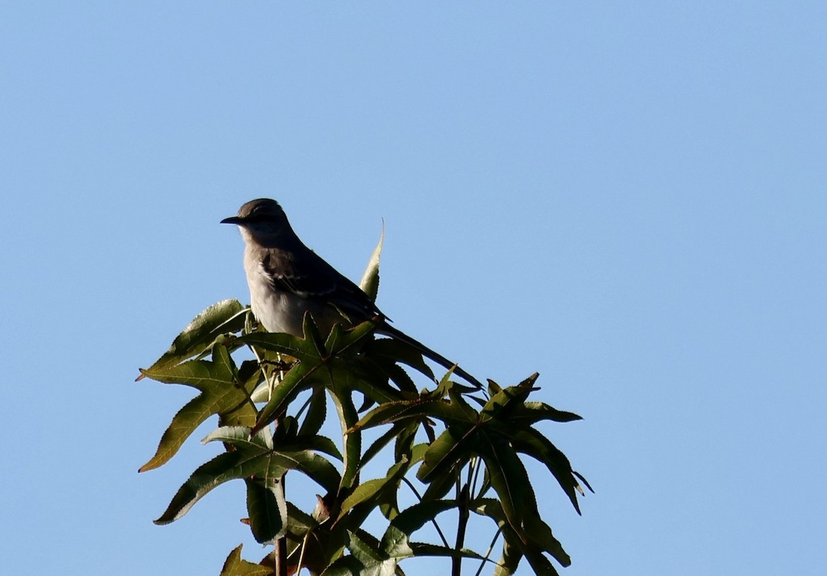 Northern Mockingbird - ML646213395