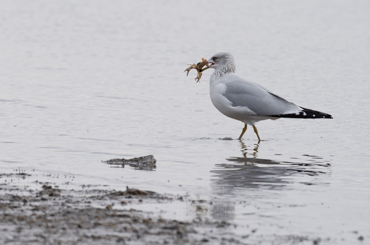 Ring-billed Gull - ML646213397